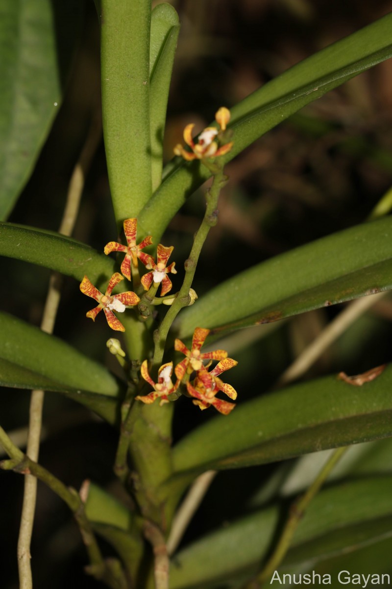 Acampe ochracea (Lindl.) Hochr.